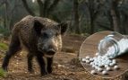 jabalí, plaga, píldoras