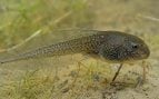 Larva de rana toro en Uruguay, especie invasora en uruguay, peces invasores en Uruguay, qué es la rana toro.