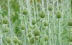 Planta en la Tierra