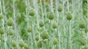 Planta en la Tierra