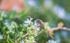 Abeja, animal, insecto