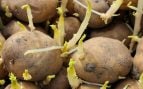 Patatas con brotes