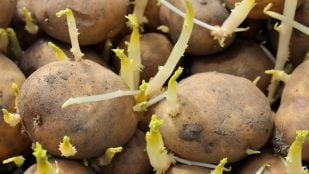 Patatas con brotes