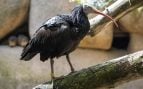 Ave extinta en el Bioparc, el Bioparc recupera un ave extinta en Europa, pájaros más impresionantes de Europa, reintroducción de especies en zoos españoles.