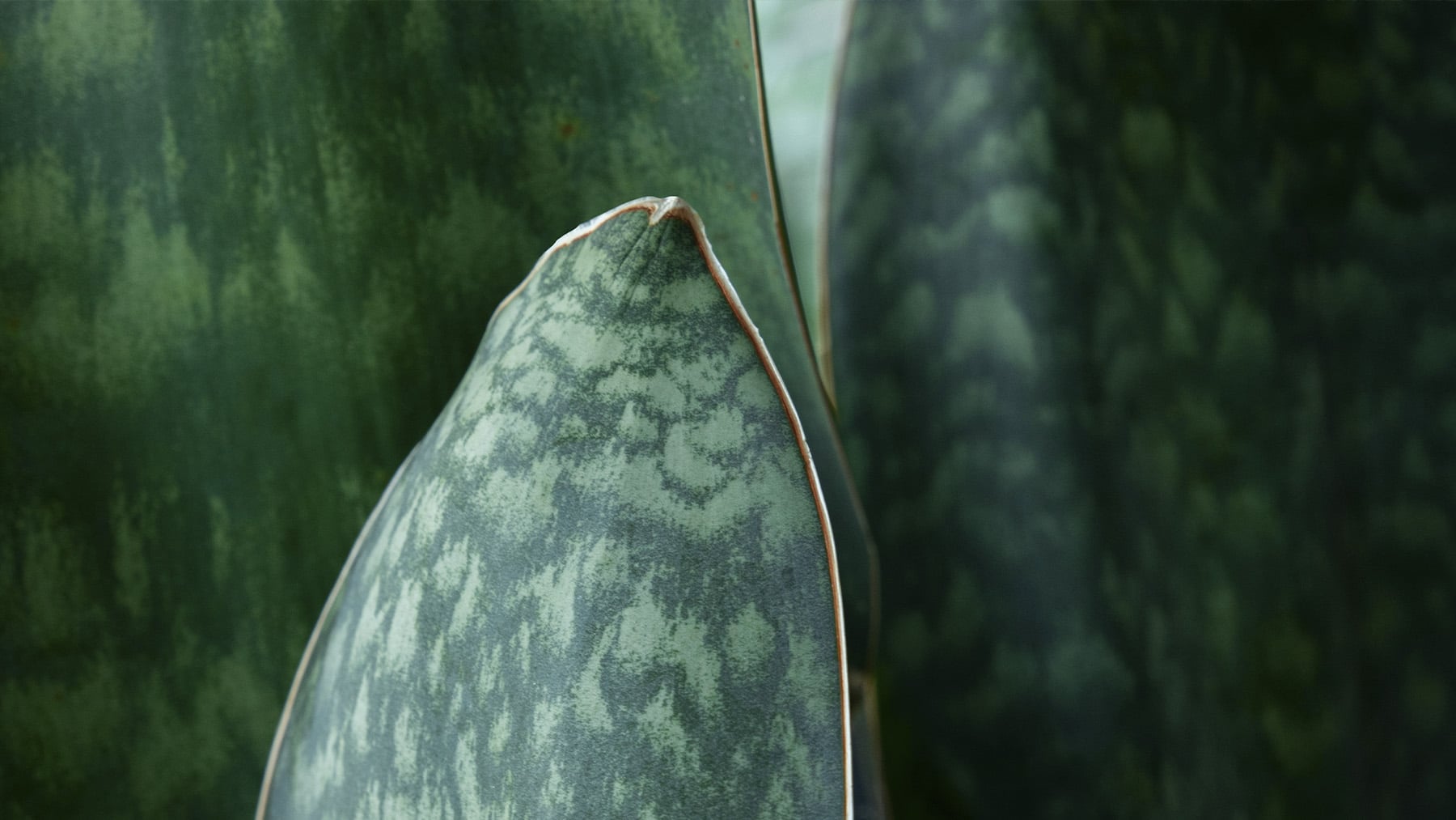 Olvida los geranios: la mejor planta que puedes poner en el balcón de tu casa para refrescar el ambiente y absorber calor