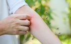 La sangre dulce y los mosquitos