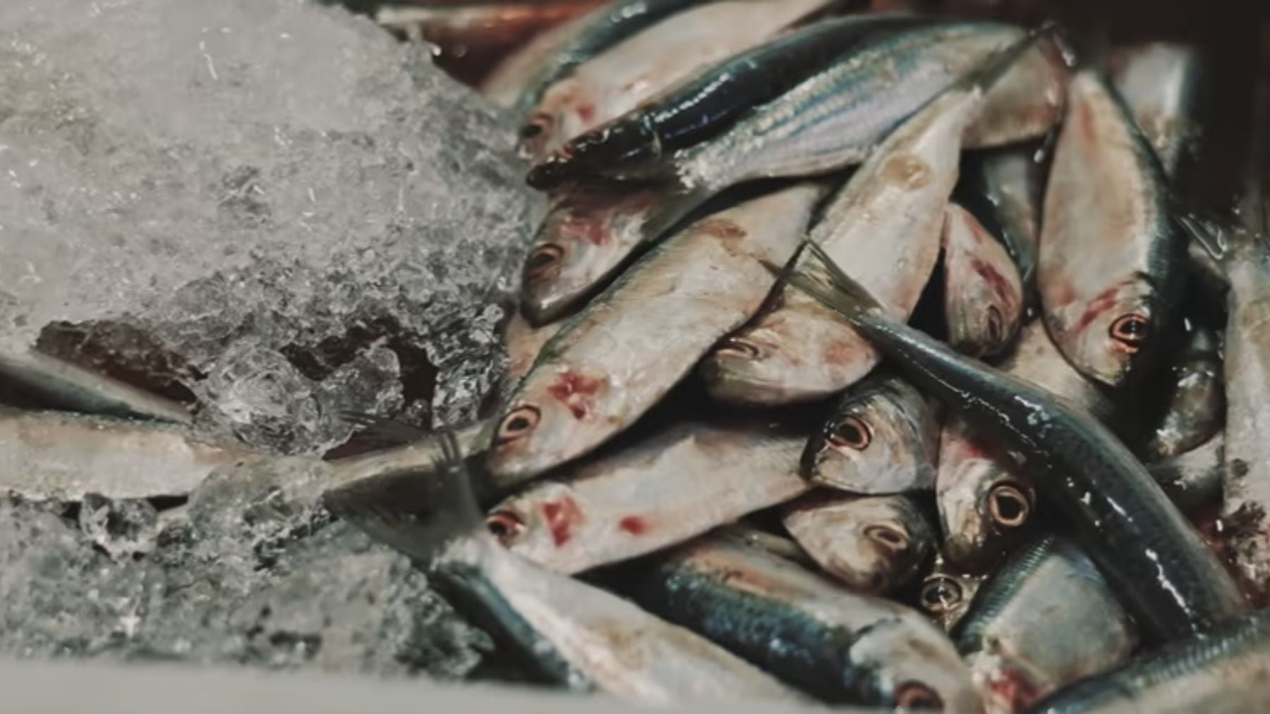 Mucho más nutritivo que el salmón y con menos mercurio que el atún: un pescado económico para consumir con frecuencia y proteger el corazón y el cerebro
