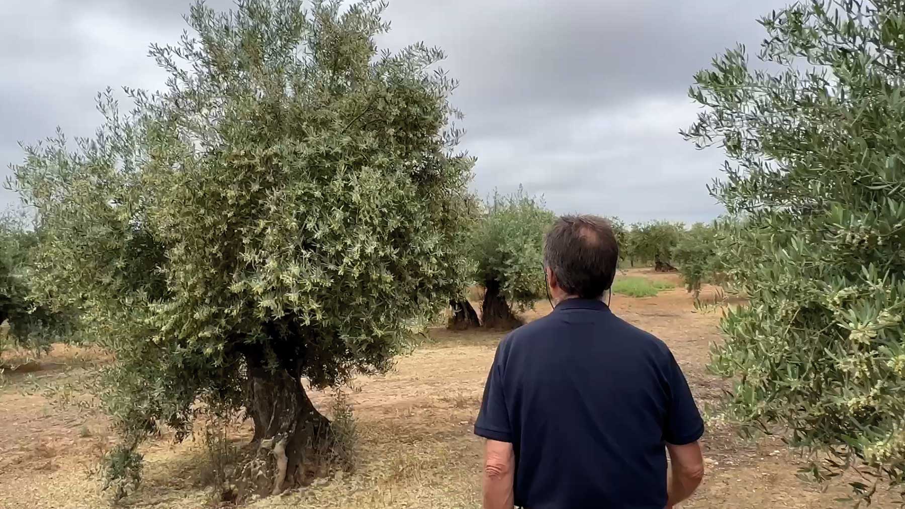 Afectados por el boom de las placas solares en Andalucía: Nos expropian la tierra con una ley de Franco