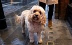 Perros, animales, mascotas