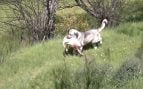 perros lobos