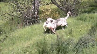perros lobos