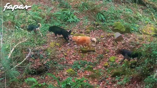 perros lobos asturias