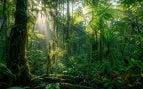 Selva, plantas, naturaleza