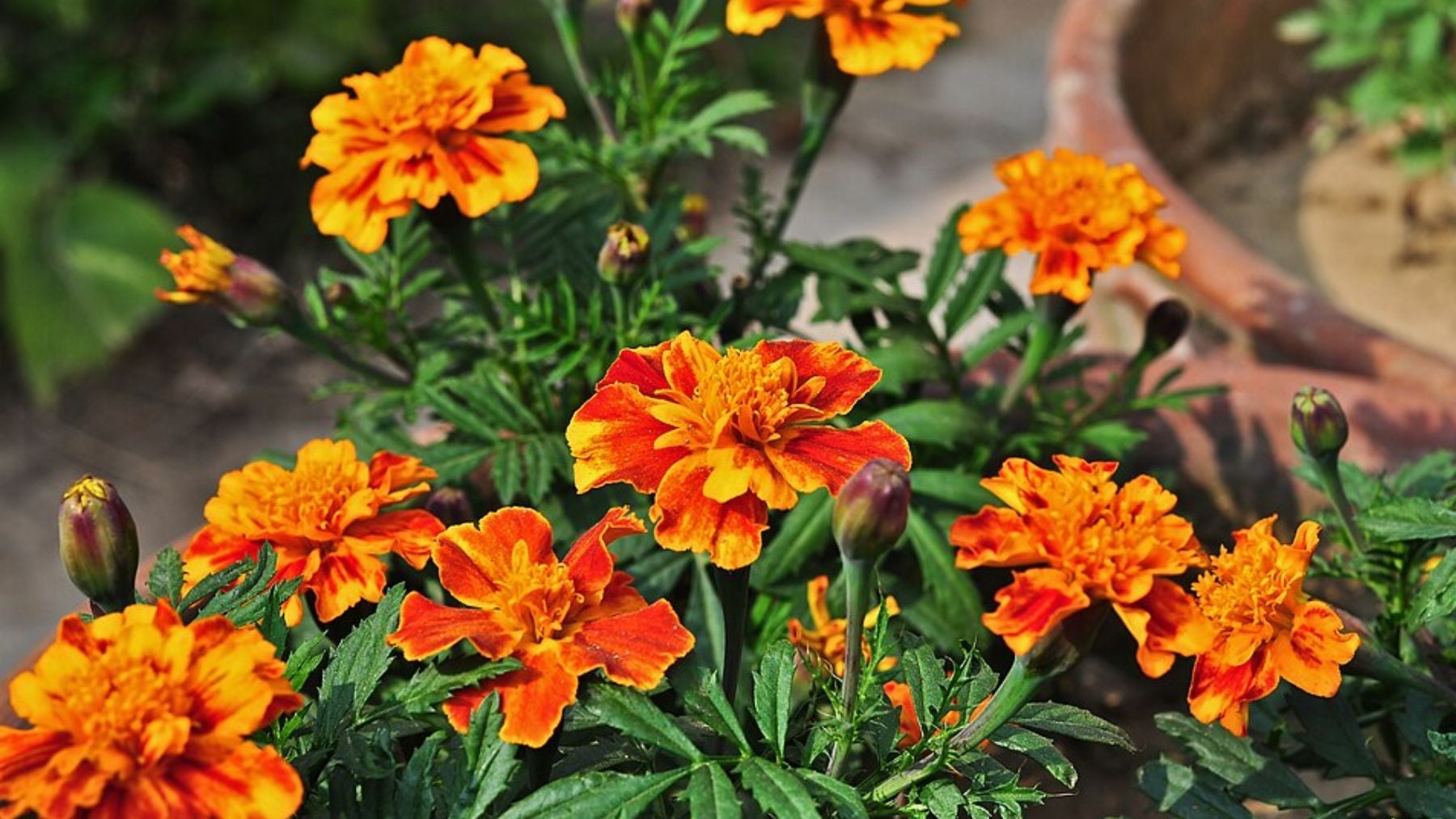 La mejor planta de exterior resistente a plagas que puedes poner en tu jardín, y además espanta a los insectos