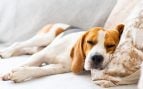 Perro y cama