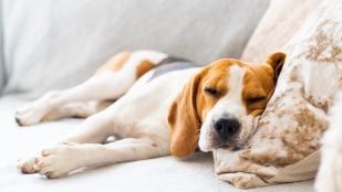 Perro y cama