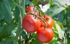 Plantas y tomates