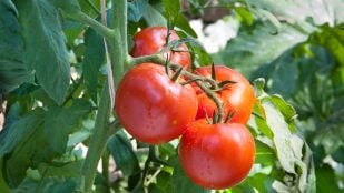 Plantas y tomates