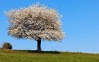 Almendro.