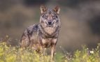Comunidades autónomas lobo