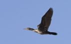 Animal, especie protegida, ave