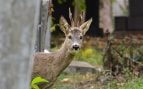 Animal, naturaleza, curiosidades