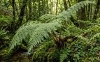Especies de flora, planta, curiosidades
