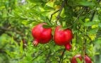 Árbol, naturaleza, curiosidades