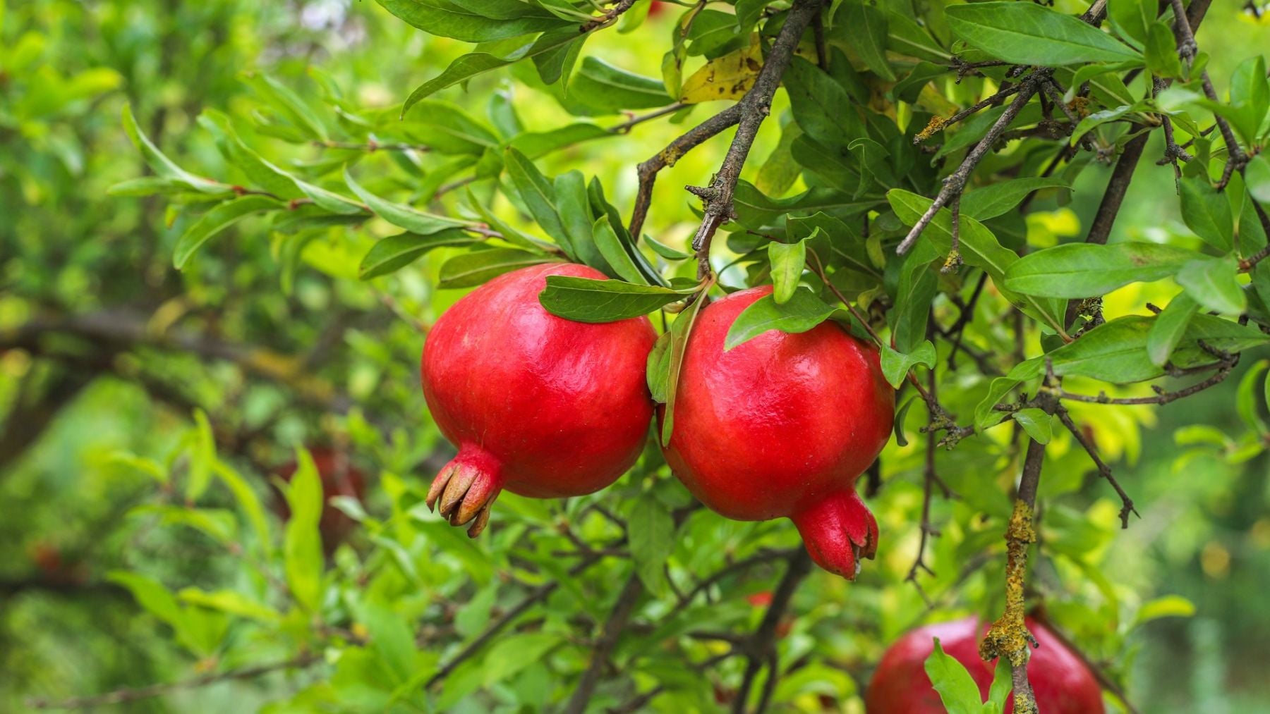 El árbol ornamental perfecto para jardines pequeños que pasa desapercibido en España, y además da frutas todo el año