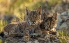 cachorros, lince ibérico, animales