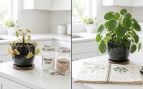 Plantas se mueren