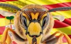 Las avispas asiáticas