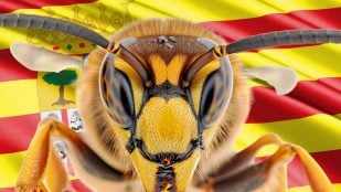 Las avispas asiáticas