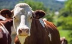 vacas