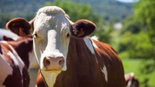 vacas