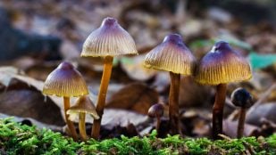 hongos