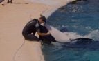 Loro Parque Orcas
