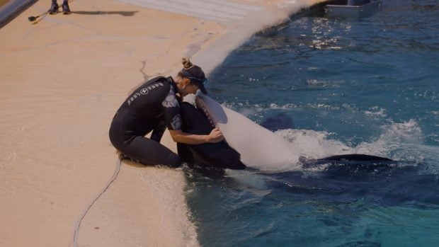 Una orca y su cuidadora en el complejo de Marineland en Antibes (Francia). El oceanario de Marineland está cerrado, sin embargo, siguen cuidando a sus animales acuáticos. (Foto: Álex Lachhein).