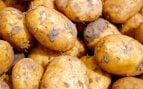 Mildiu de la patata, plagas mildiu de la patata, problemas mildiu patata, cómo eliminar mildiu patata, agricultura patata.