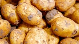 Mildiu de la patata, plagas mildiu de la patata, problemas mildiu patata, cómo eliminar mildiu patata, agricultura patata.