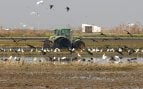 Agricultores valencianos claman contra una plaga, problema plaga de cítricos Comunidad Valenciana, medidas contra plaga agrícola en Valencia.
