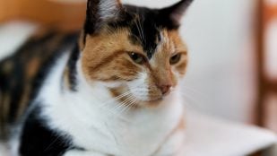 El gato