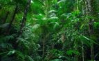 La Amazonia