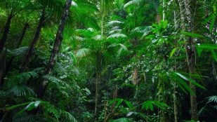 La Amazonia
