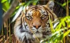 El tigre