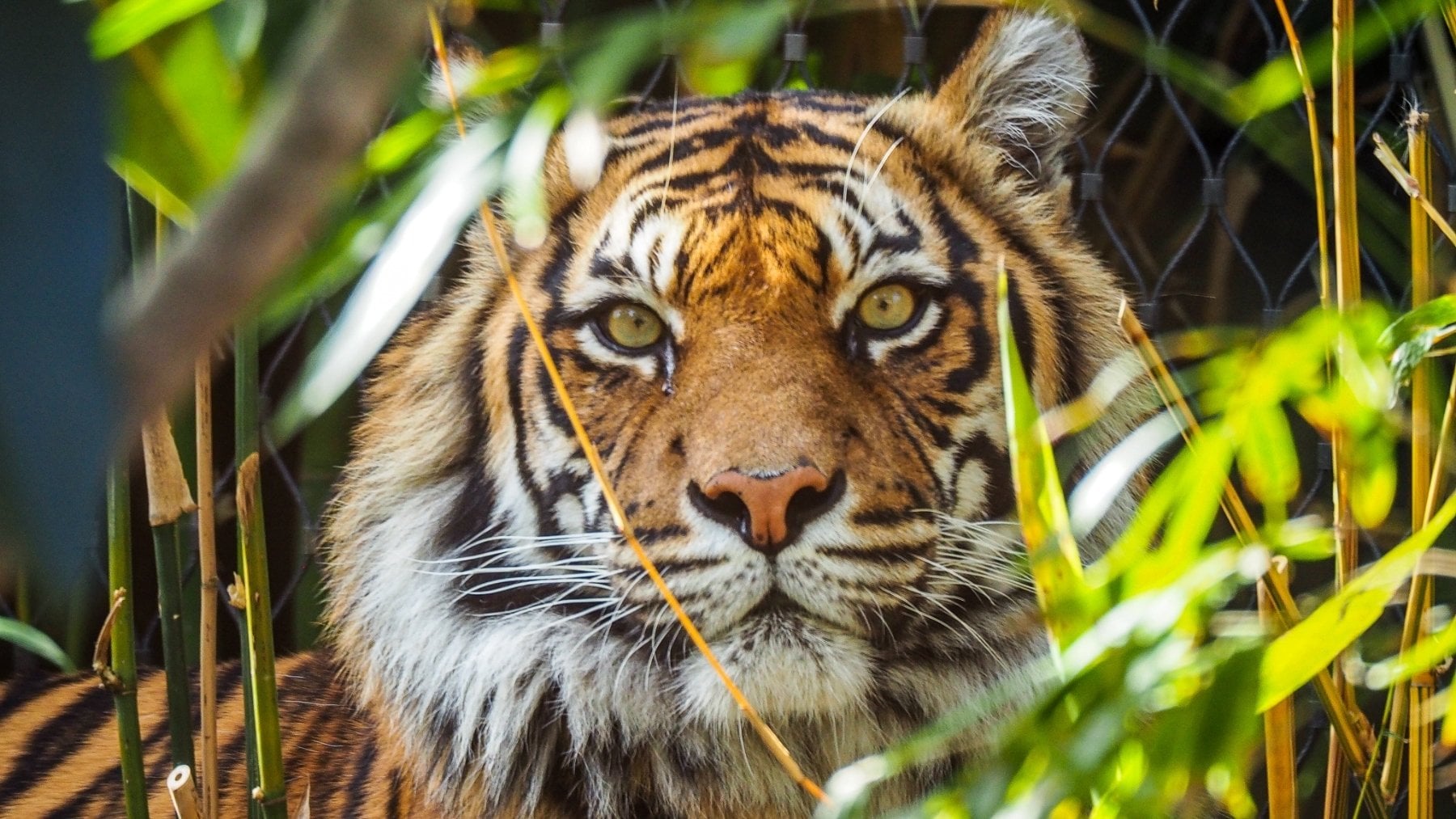 España y Portugal firman un hito histórico en la lucha por la supervivencia del tigre: el último ejemplar de circo abandona la jaula 16 años después