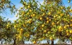 Árboles para el verano