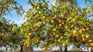 Árboles para el verano