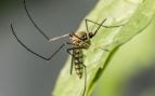 Los mosquitos