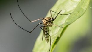 Los mosquitos